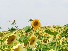 -径山花海