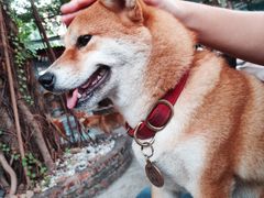 -柴犬高等学院·狗咖·柴犬售卖·宠物训练