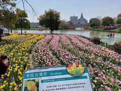 -荷兰花海
