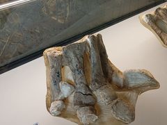-辽宁古生物博物馆