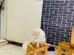-啊马英豌豆粉