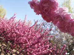 -大兴滨河森林公园