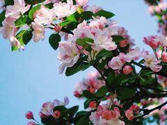 -海棠花溪(元大都城垣遗址公园)