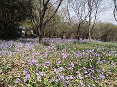 -苏州上方山国家森林公园