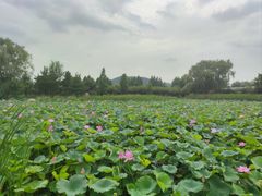 -羊亭河湿地公园