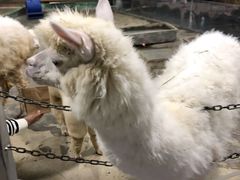 -上海昆虫博物馆