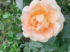 -桃园农庄·桃源宴