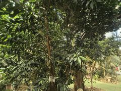 -呀路古热带植物园