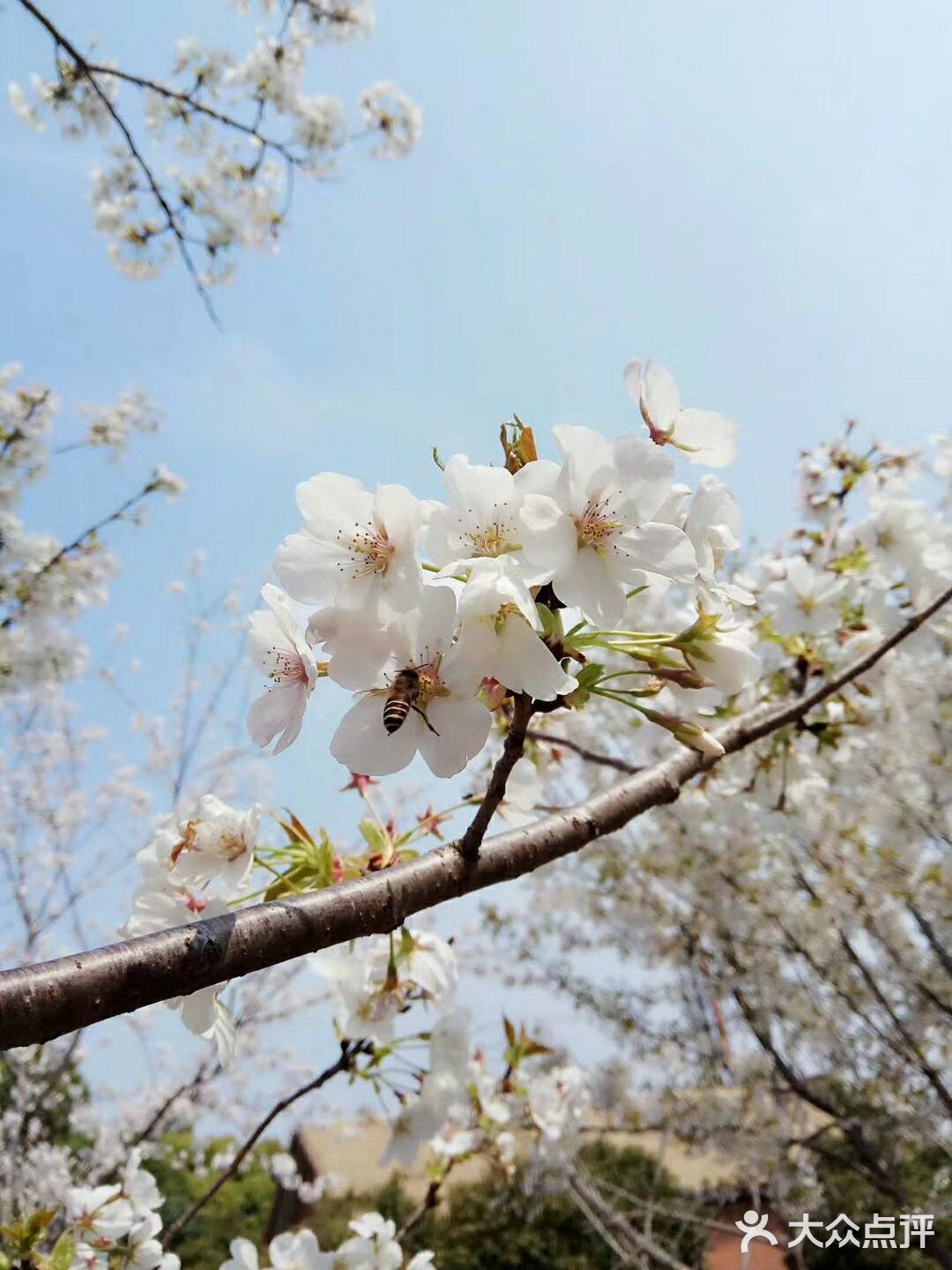 呼吸一下新鲜空气，无意间发现一小片樱花盛开，美不胜收