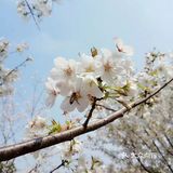 呼吸一下新鲜空气，无意间发现一小片樱花盛开，美不胜收