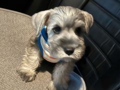-伟伟宠物医院·CT影像中心·瑞派犬猫综合性门诊(汉口总院)