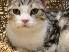 -飞行喵MR PILOT|猫舍·猫咖(静安大融城店)