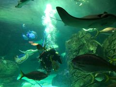 -瑞普利水族馆