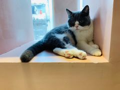 -猫儿山۰猫主题餐厅