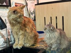 -平行世界·猫咖(首经贸店)