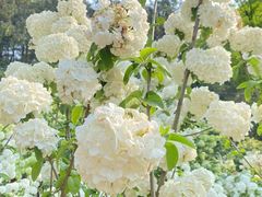 -金水泊山庄·花椒鸡(铁山坪店)