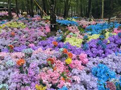 -洛阳白云山景区