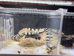 -酷以爬仙阁实体爬宠店·守宫·蜥蜴·专业繁育