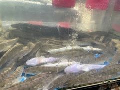 -金海湾海鲜排档(朱家尖店)