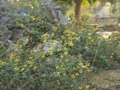 -广西壮族自治区药用植物园