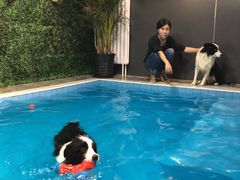-Goku PET SHOP宠物视觉生活馆(双井店)