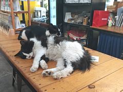 -北马山庄植趣咖啡