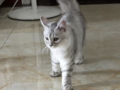 -伟伟宠物医院·CT影像中心·瑞派犬猫综合性门诊(汉口总院)