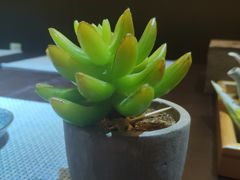 -花狸日本料理(柏庐广场店)