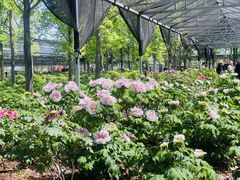 -洛阳市隋唐城遗址植物园