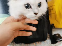 -糯米喵星人总部直营旗舰店·猫舍·幼猫出售