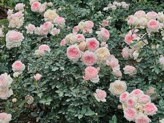 -人民公园(罗湖区)