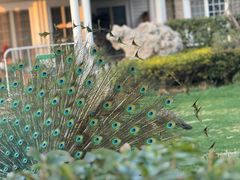 -J Create城市露营咖啡·简餐·宠物(上海动物园店)