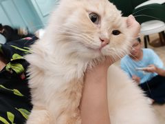 -安格丽娜·狗咖·猫咖羊驼咖(春熙路百盛商场店)