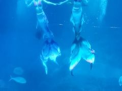 -烟台海昌鲸鲨海洋公园