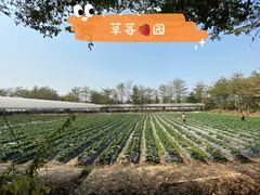 -新塘水果乐园(东洲大道店)