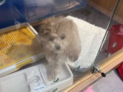 -FAELING PETS美天灵宠物(富力广场店)