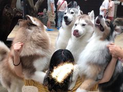 -TrueLove @ Neverland (Husky Cafe)