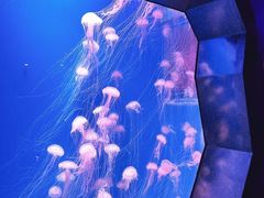 -海合安天津极地海洋公园