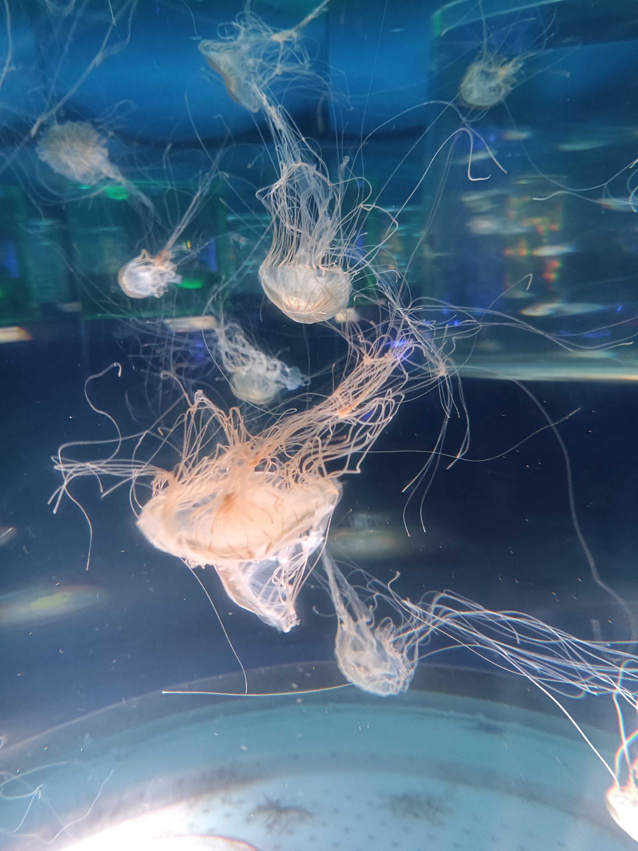 0元玩转这座城#海底世界真奇妙#万物皆有灵性请善待每一个生命#海洋