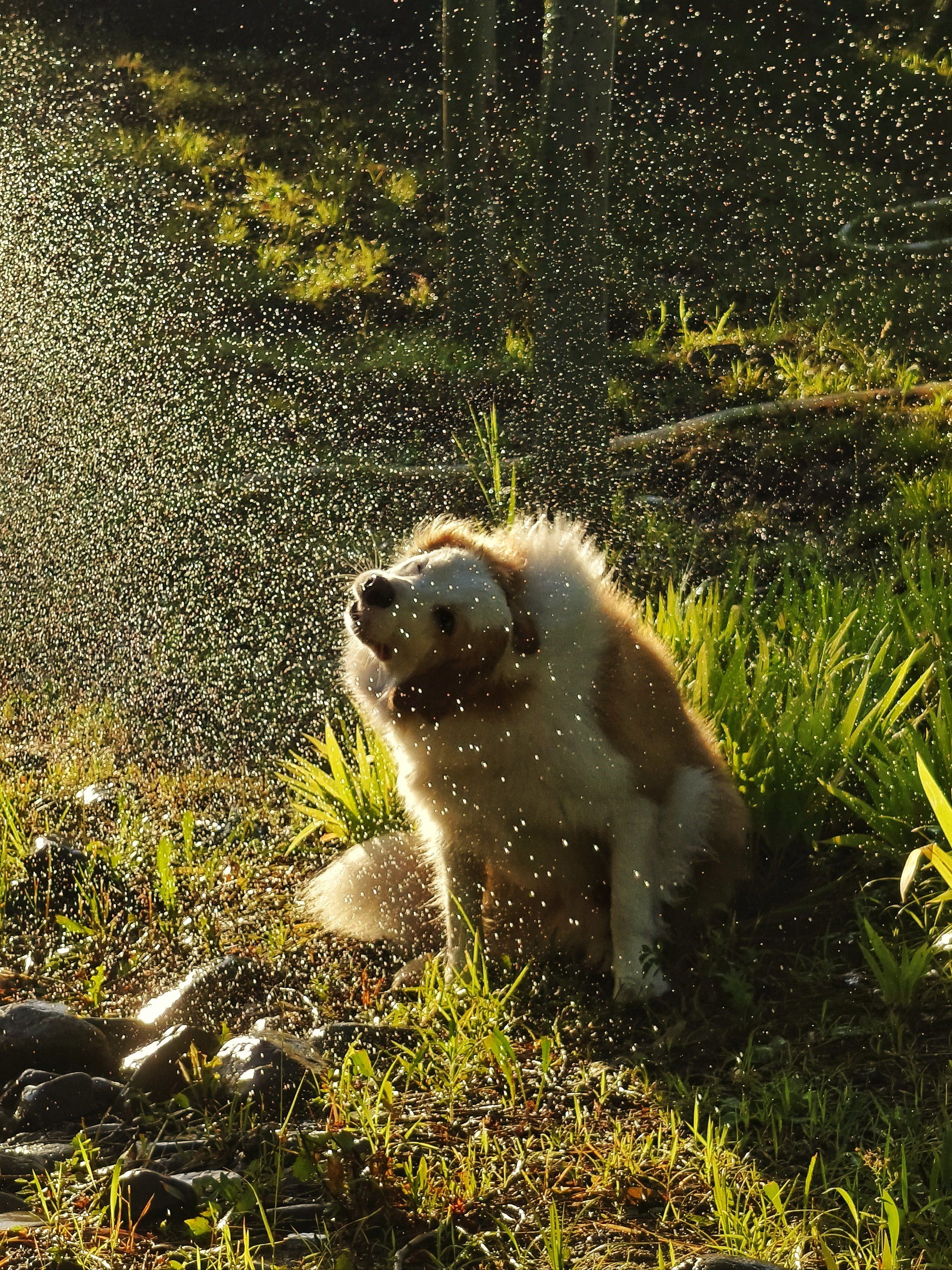 狗狗玩水的快乐谁懂啊