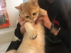 -lincat·猫舍(广州店)