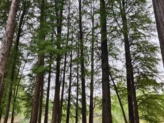 -青龙山国家森林公园