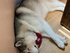 -Husky Go! 哈士奇体验馆·宠物咖啡厅狗咖