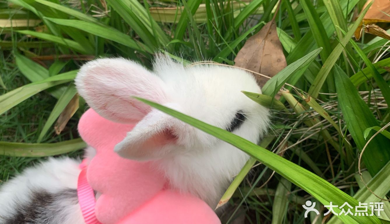 妈妈带本兔兔出来玩啦～ 好开心哦   附带本兔兔几张