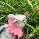 妈妈带本兔兔出来玩啦～ 好开心哦   附带本兔兔几张