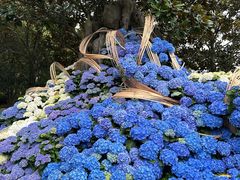 -上海鲜花港