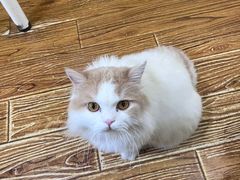 -志龙皇冠吃货椰子铺