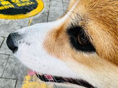 -瑞鹏宠物医院·骨科·猫科·内科(第一中心)