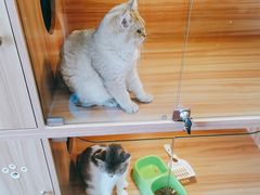 -猫十亿·布偶金渐层·曼基康矮脚猫舍(青年路店)
