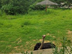 -沈阳森林动物园